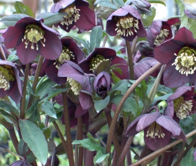 Helleborus oriental pretty ellen purple